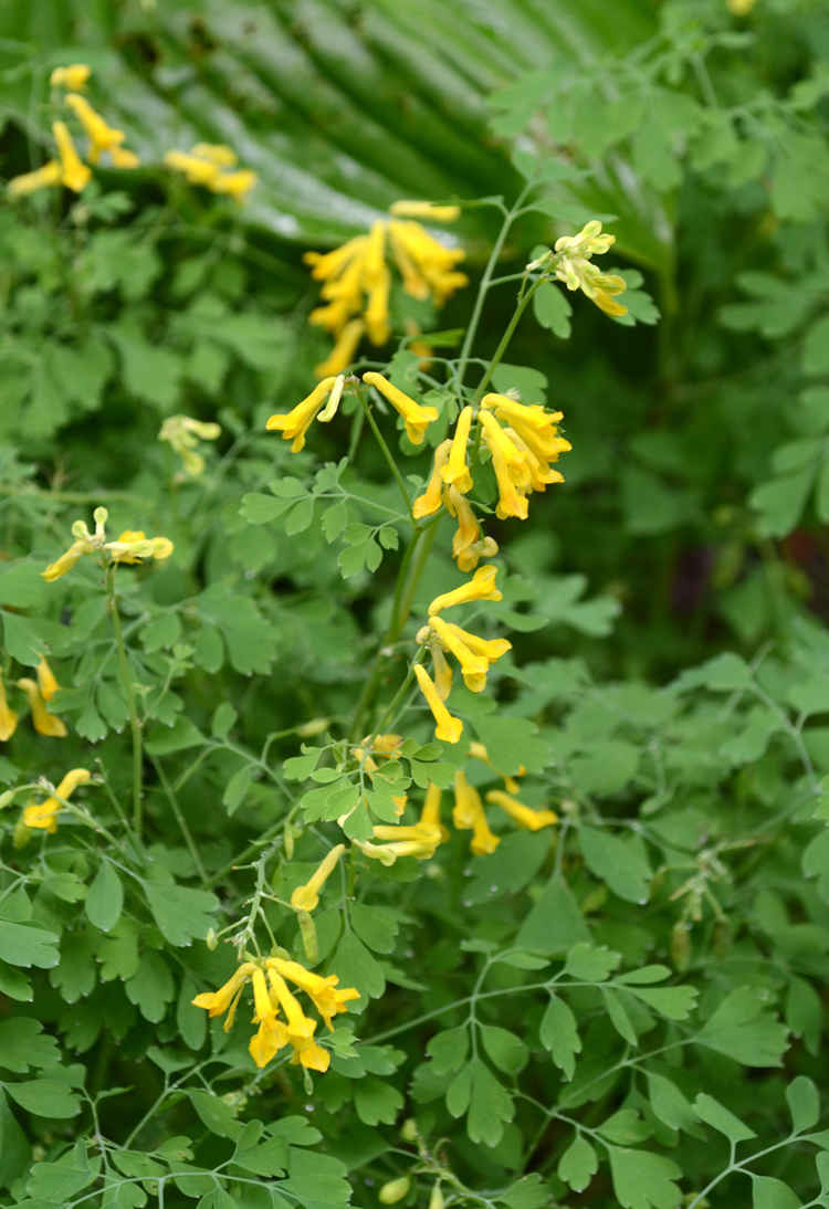 Corydalis lutea starts blooming April and will continue flowering into November. It's a great deer resistant perennial that will form a small colony after a few years.