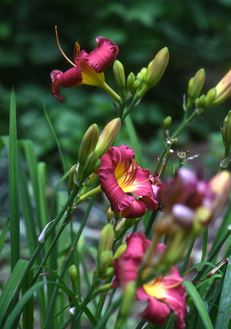 Daylilies are an easy to grow perennial, many varieties are repeat bloomers.