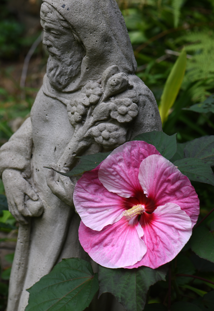 Perennial hibiscus plants often have big flowers and bloom towards the end of the summer.