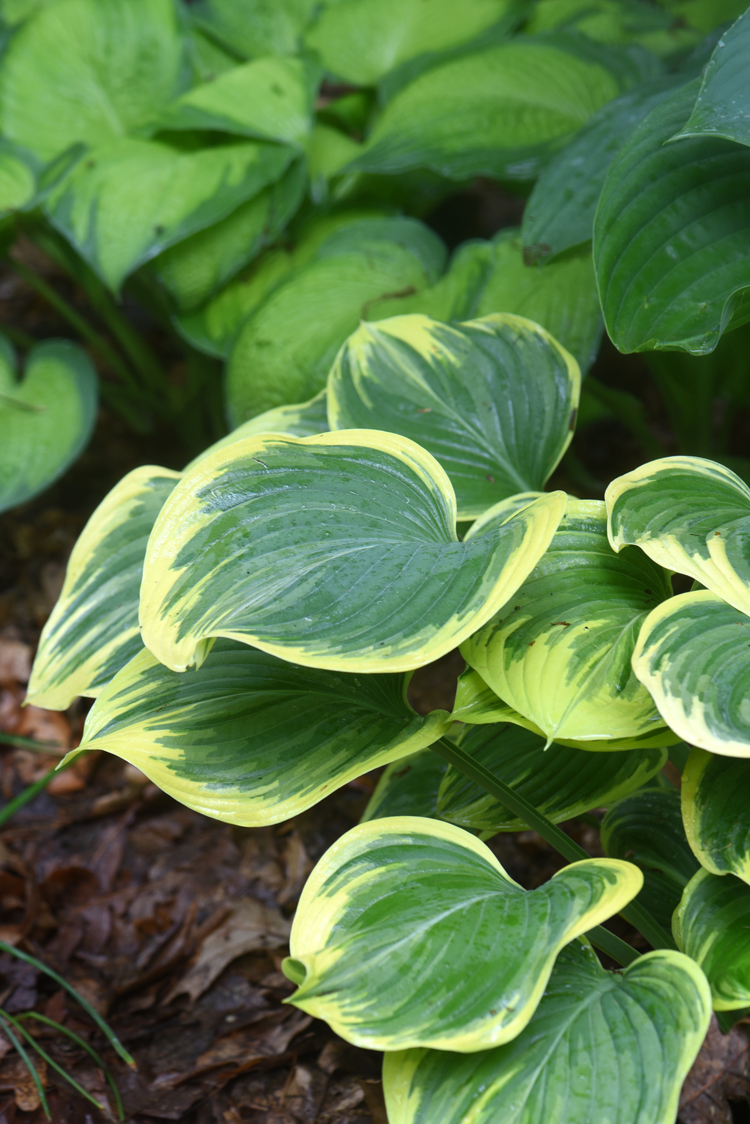 Hostas are loved by the deer, but make great shade plants and come in many different shapes and sizes.