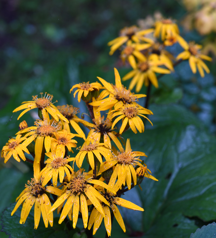 Ligularia 'Britt Marie Crawford' is a carefree perennial that blooms in mid-summer.