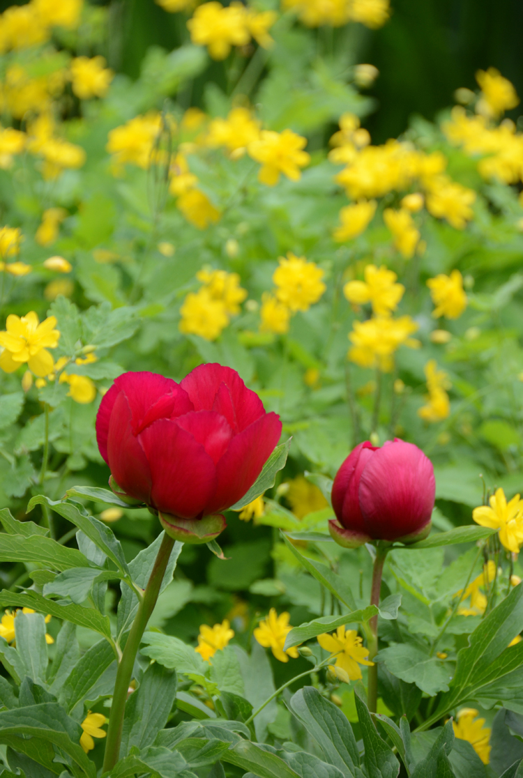 Planting perennials like peonies will provide blooms for decades.