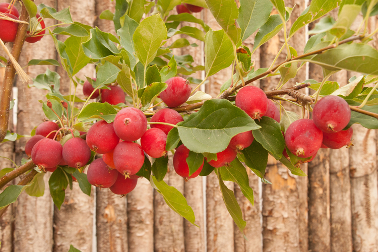Ellen Zachos is the Backyard Forager, author of two books on the topic. She uses crabapples in many of her recipes.