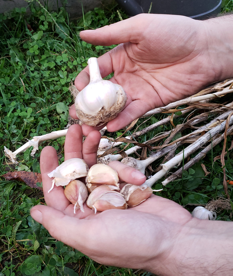 Dan Tomcik shows off his harvest of garlic he inherited from Dennis Gilkey.