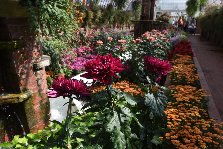 Large purple disbud mums are part of the display in the Sunken Garden Room.