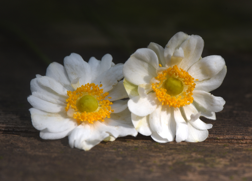 This pretty white anemone is a forgotten flower. Planted years ago and somehow blooming through a tall ornamental grass. Photos by Doug Oster