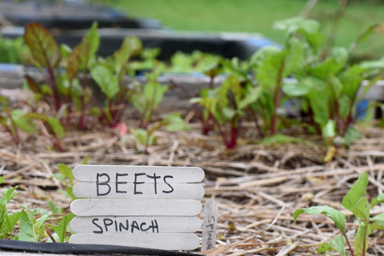 Beets and spinach were grown in this bed at the Greater Washington County Food Bank. The beets are still growing strong as the weather cools.