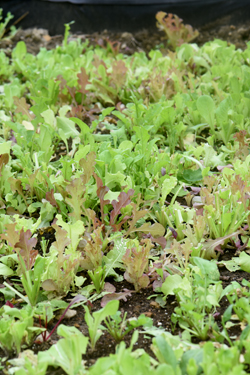 A raised bed behind the Greater Washington County Food Bank is still filled with lettuce.