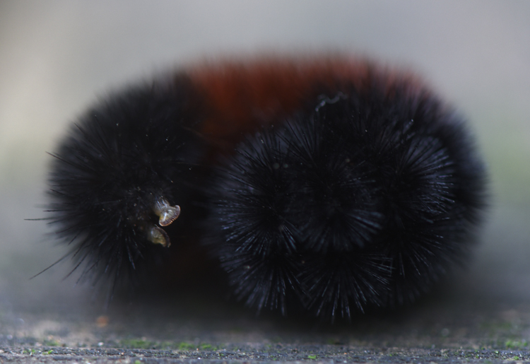 Wooly bear caterpillars are said to predict the severity of winter. Photo by Doug Oster
