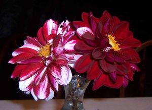 The dahlia on the left was grown by Wanda Gerber's great grandmother, Mary Beatty.