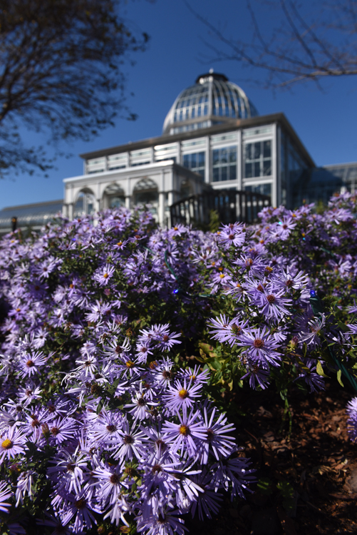 These asters are blooming in front of the conservatory at Lewis Ginter Bontanica Garden in Richmond, Va.
