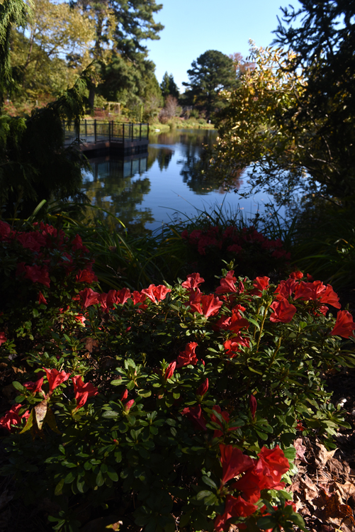 An azalea blooms at the edge of Syndor Lake across from the Children's Garden at the Lewis Ginter Botanical Garden in Richmond, Va.