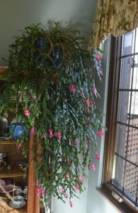David and Kathy Brooke have raised a Christmas cactus grown for decades by David's grandmother Margaret Presutti Souse.