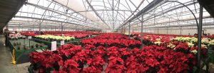 The poinsettias put on quite a show when walking into the greenhouses at Janoski's Farm and Greenhouse in Clinton, Pa.