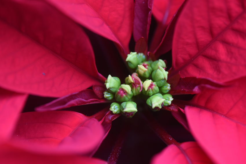 One way to know if a poinsettia is fresh and will last longer at home it to look closely at the beads in the center of the plant. When they are green and just ready to open their yellow flowers, they are young and will do better indoors with proper care.