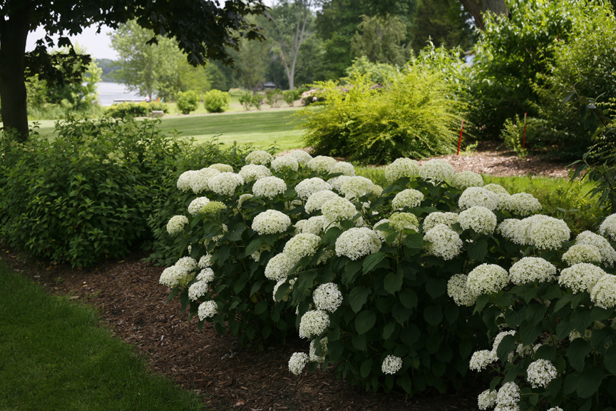 Invinsibelle 'Limetta' hydrangea from Proven Winners ColorChoice Shrubs is a reliable bloomer in the midwest.