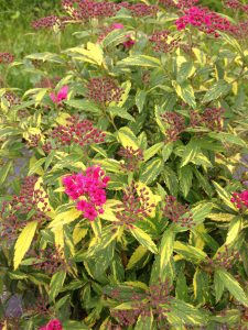 Spirea 'Double Play Painted Lady' is a reblooming spirea from Proven Winners ColorChoice Shrubs