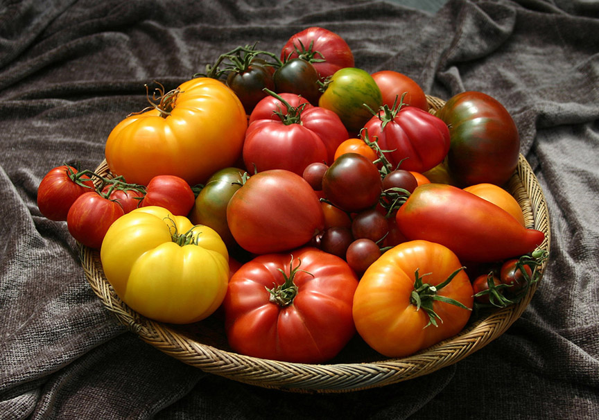 Dagma Lacey and Gary Ibsen run TomatoFest, a company that offers 650 different heirloom tomatoes to gardeners. Most of the seeds they grow are donated to schools and others who need help. This is a basket of some of the tomatoes they grow.