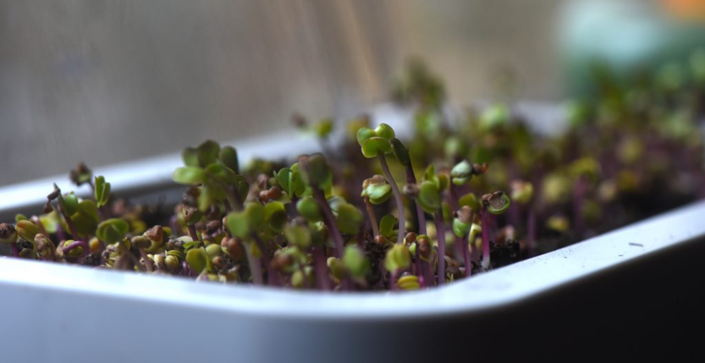 The Chefn Microgreen Grower Kit is an easy way to grow sprouts on the windowsill.
