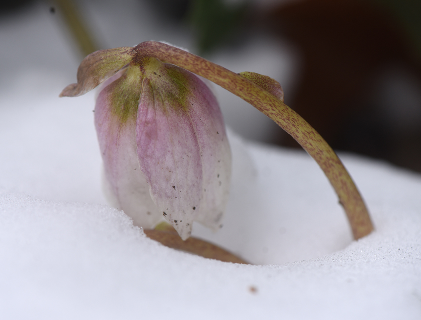 Helleborus niger doesn't let cold or snow stop it from blooming. During the thaw the flowers will stand erect to lure in the bees. Photo by Doug Oster