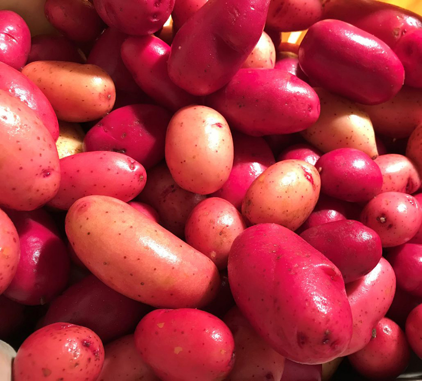 'Clancy' is a 2019 All-America Selection. This potato is the first variety which can be started from seed.