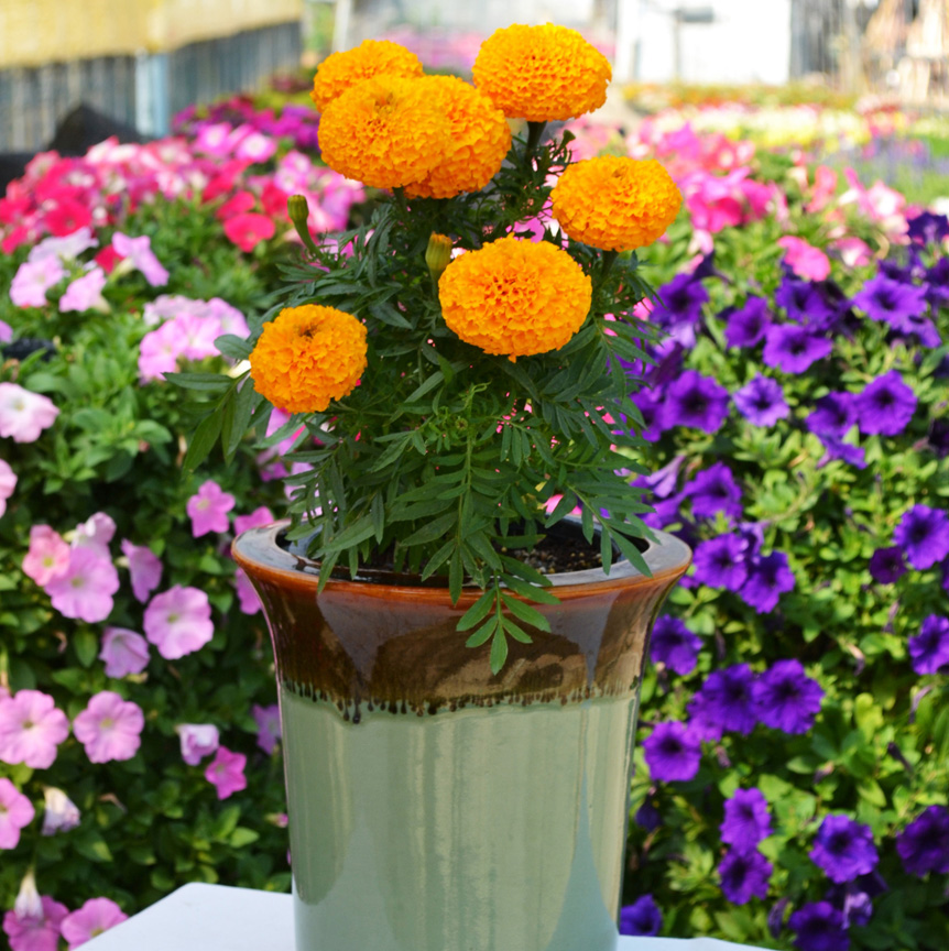 Marigold 'Big Duck' is a 2019 All-America Selection. The variety comes in three colors with large flowers on stocky plants.