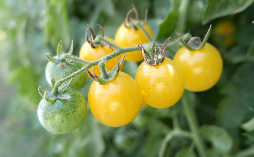 'Firefly' is a 2019 All-America Selection. This tomato puts on lots of sweet fruit on long trusses.