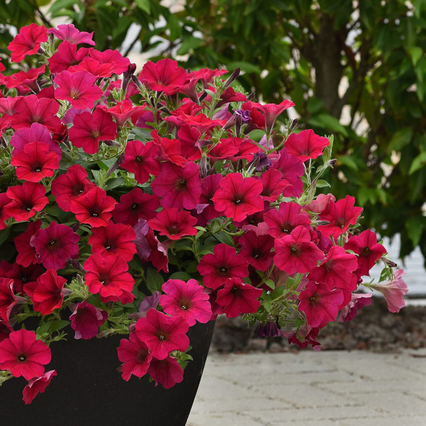 Petunia Wave 'Carmine Velour' is a 2019 All-America Selection. Judges loved the color of the flowers.