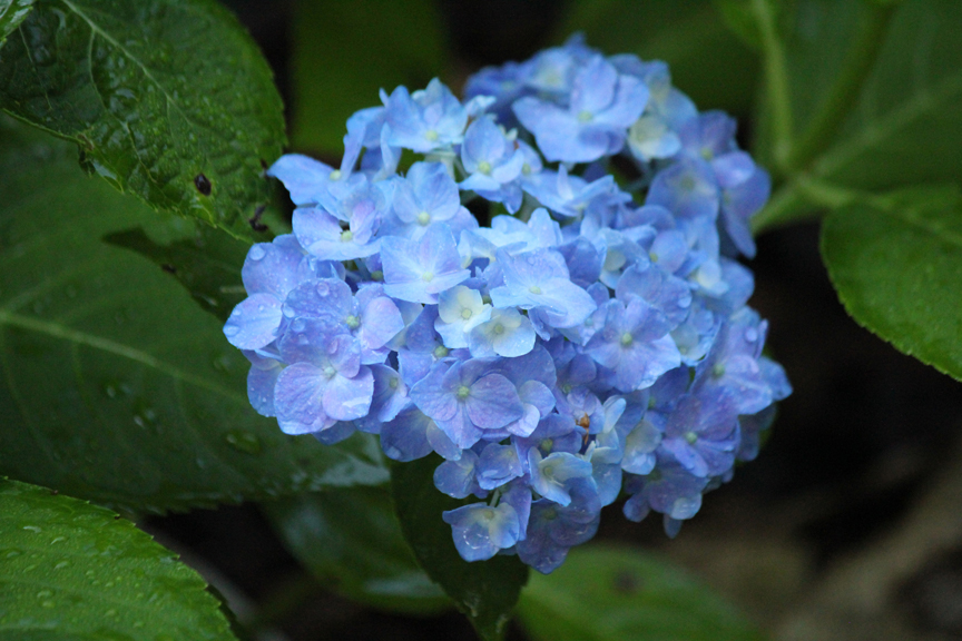 It's these beautiful blue hydrangea flowers that gardenings long for says Lorraine Ballato. She is the author of Success With Hydrangeas.