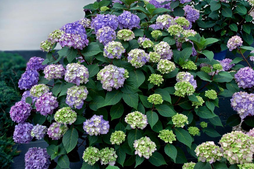 'Bloomstruck' is one of Lorraine Ballato's favorite hydrangeas that reblooms. She is the author of Success With Hydrangeas.