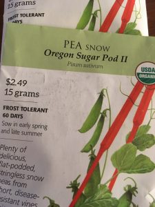Oregon Sugar Pod II peas are my favorite. They were found at Living Color Garden Center in Ft. Lauderdale, Fl.
