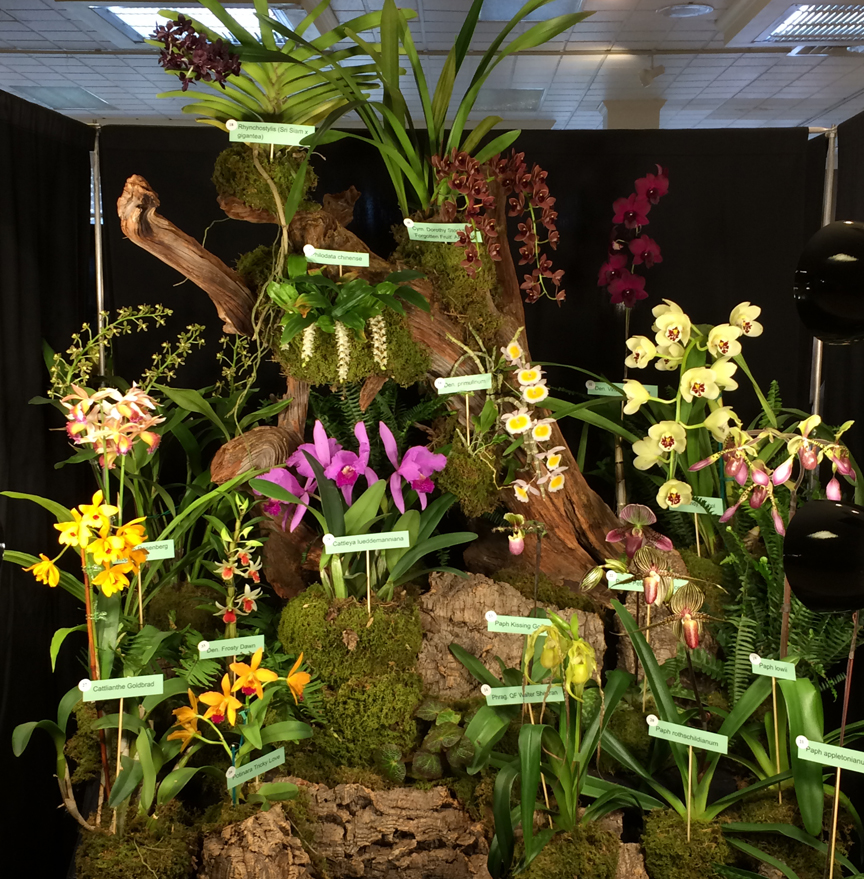 The Orchid Society of Western Pennsylvania's annual Orchid Show has a new location in Mt. Lebanon. This is one of the displays from a previous year. Photos by Katie Shuller