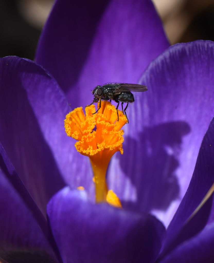 Spring bulbs like crocus will provide food for pollinators. Photos by Doug Oster