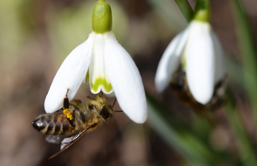 Snowdrops are one of the first flowers to bloom which brings in the bees and other pollinators.