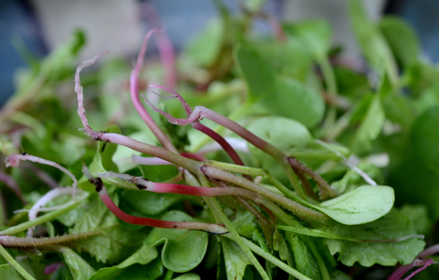 These are radish seedlings that were thinned from the garden. The small plants called microgreens are eaten whole, are sweet, tender and highly nutritious.