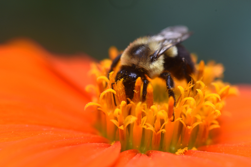 A bumblebee buries itself in the flower of a tithonia 'Torch' plant. Mexican sunflower is a great plant for attracting butterflies.