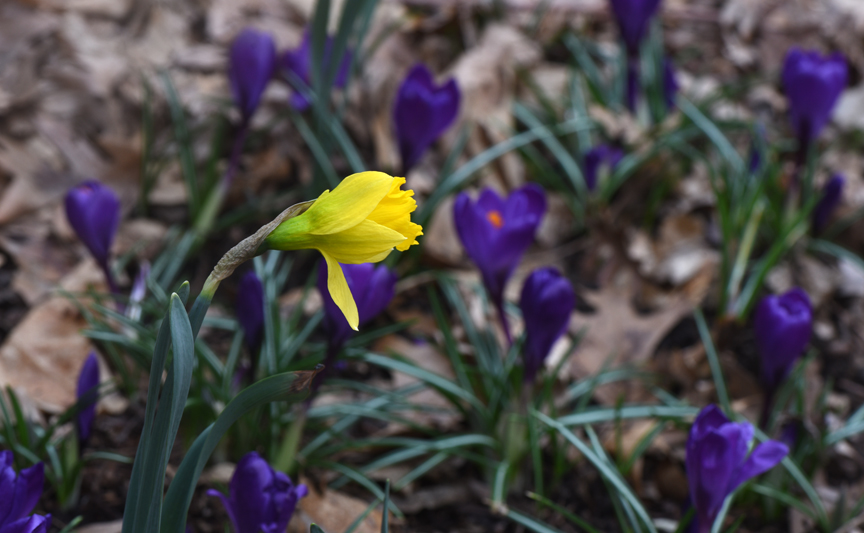 When these crocus bulbs were planted in the fall, I didn't know they were going to bloom around a daffodil.