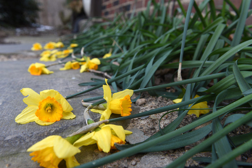These early blooming daffodils take a beating when the weather turns cold. They were planted by a gardener before Doug Oster moved to the property. When the weather warms up, they will actually stand up again.