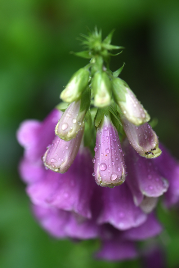 These foxglove flowers were already blooming in the garden when Doug Oster moved in.