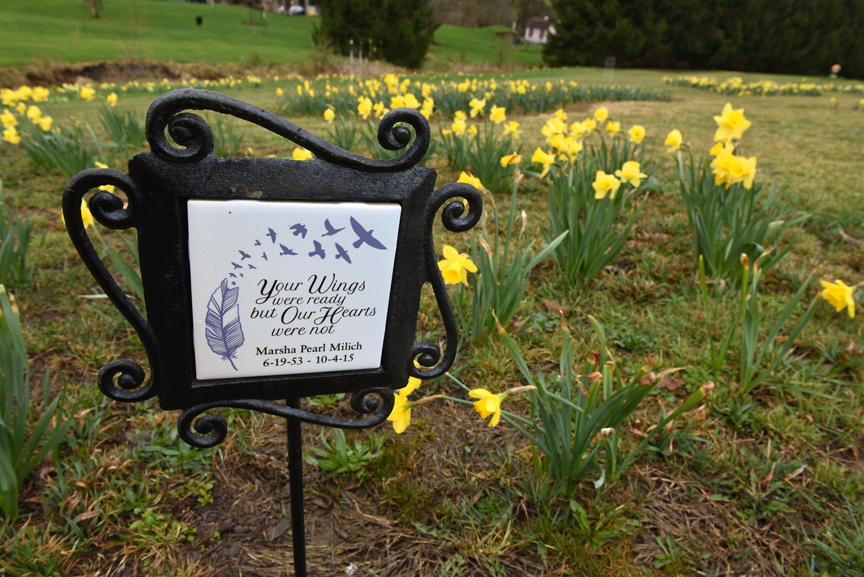 Emily Milich-Franusich and her husband Michael Franusich planted a two acre field with daffodils in memory of Emily's sister Marsha Milich. This plaque is at the front of the field.