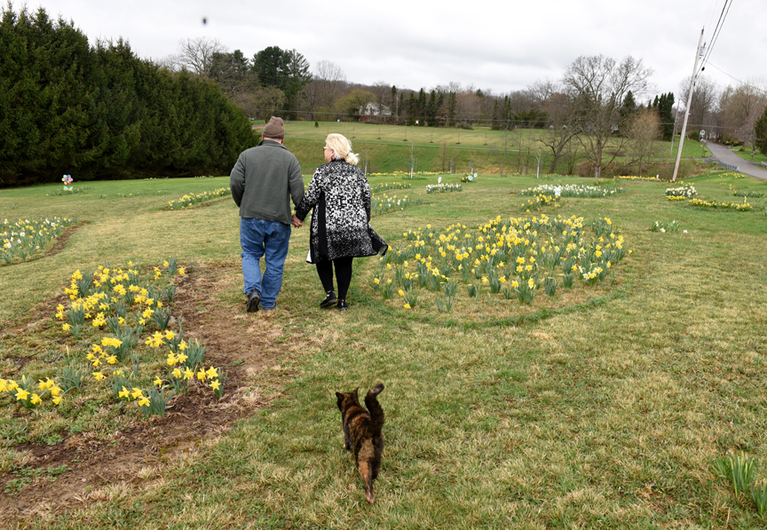 Emily Milich-Franusich and her husband Michael Franusich walk hand and hand with their cat Sophie through a two acre field planted with daffodils in memory of Emily's sister Marsha Milich.