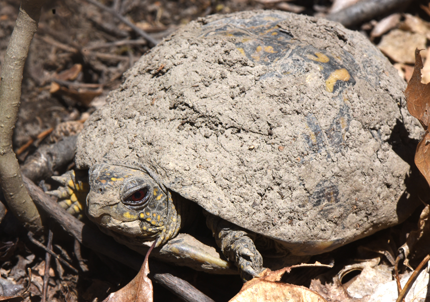 This box turtle might have just woken up from a winter in hibernation. It's normally colorful shell, still covered in mud. Photos by Doug Oster