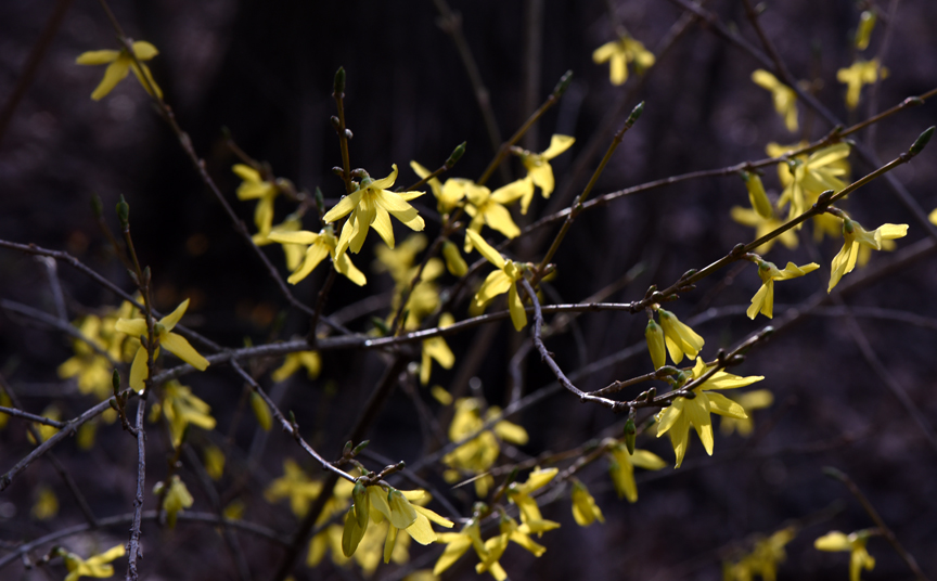When forsythia bloom, it's time to apply corn gluten meal as a safe weed control. Photos by Doug Oster