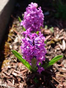 hyacinth legacy