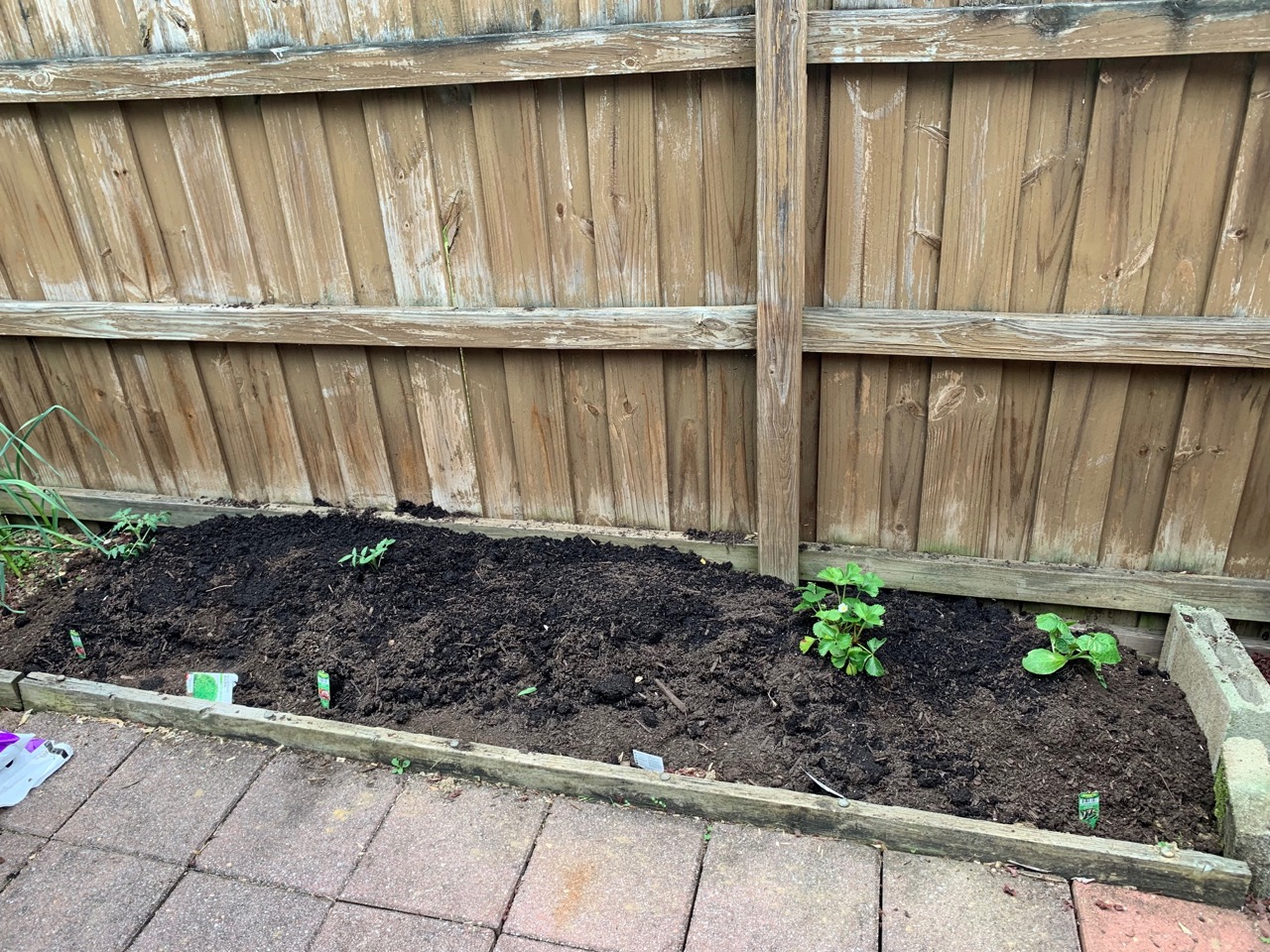 garden planted starting
