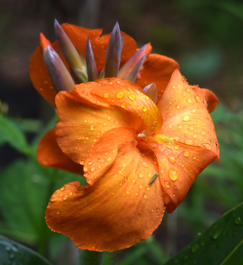 Canna 'South Pacific Orange' is an All America Selection that is started by seed.