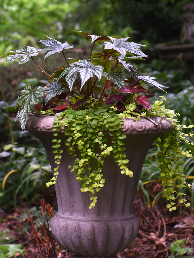 'Gryphon' begonia makes a great thriller in the center of a container.