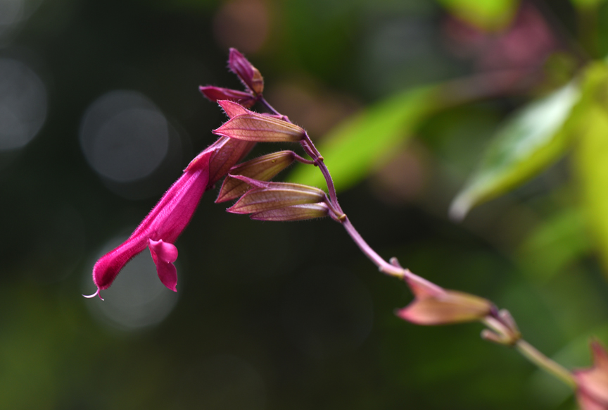 Salvia 'Wendy's Wish' has pretty purple flowers and attracts hummingbirds.