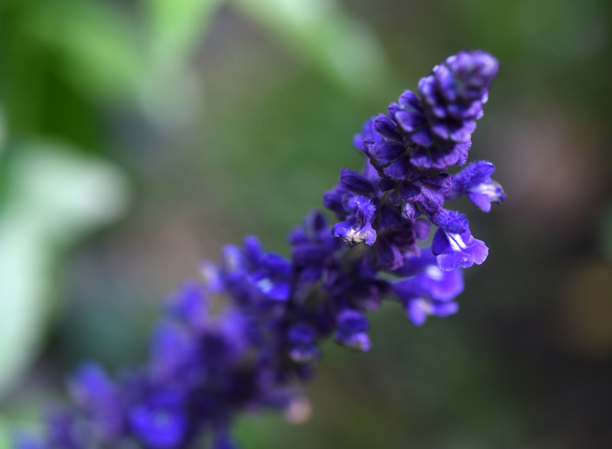 Salvia 'Playing' The Blues' is a long blooming annual with pretty purple flowers.