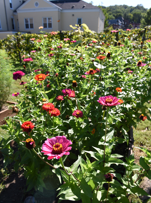 These zinnias are in full bloom and ready to attract pollinators.